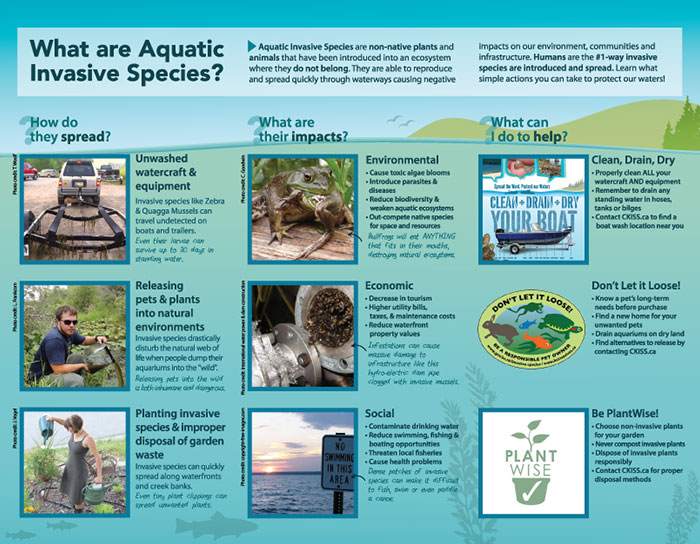 aquatic-invasive-species-brochure-back